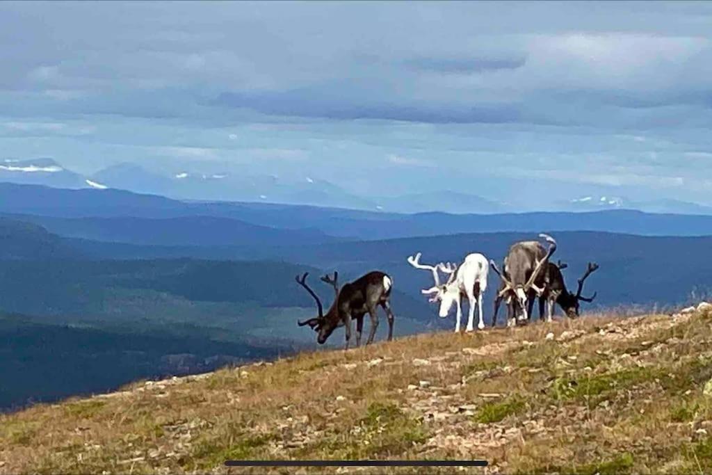 Mountain Cabin Lofsdalen Zewnętrze zdjęcie